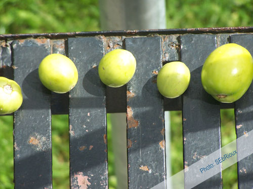 Tomates de mon jardins